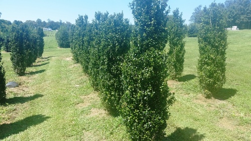 Wholesale Tree Nursery Maryland - Buxus, Semp, Fastigiata, 5-6ft